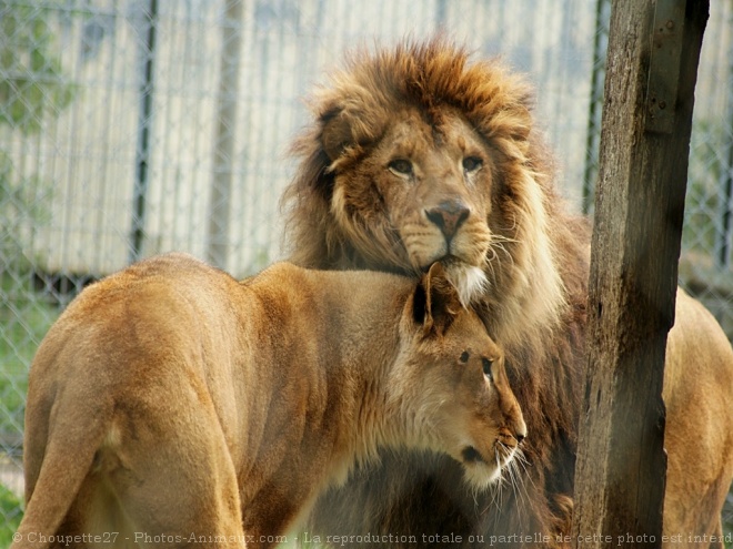 Photo de Lion