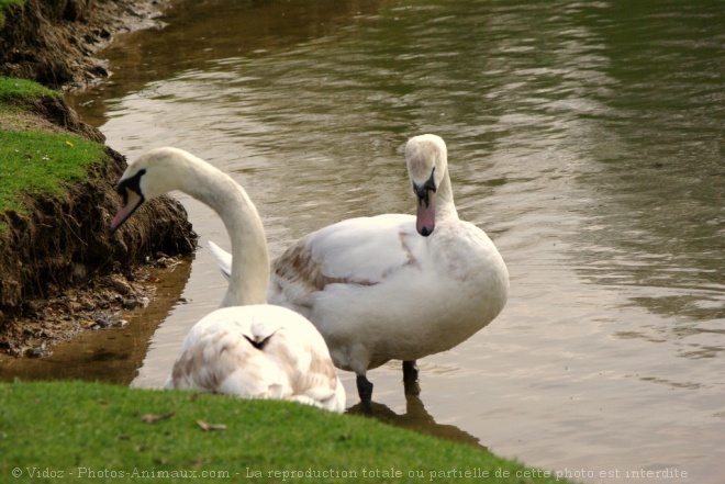 Photo de Cygne