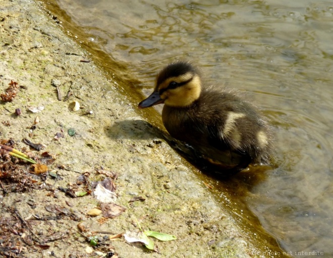 Photo de Canard