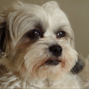 Photo de Shih tzu