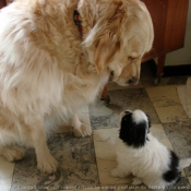 Photo de Races diffrentes