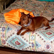 Photo de Pinscher nain