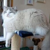 Photo de Ragdoll