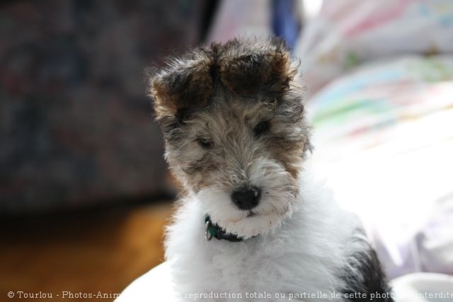 Photo de Fox terrier  poil dur