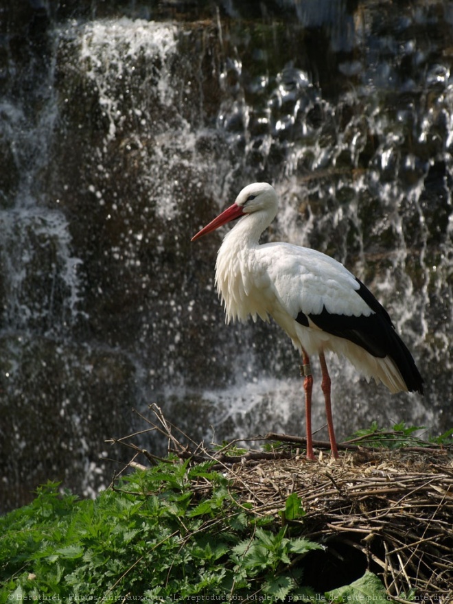 Photo de Cigogne