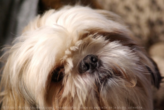 Photo de Shih tzu