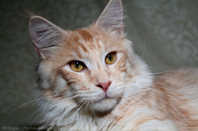 Photo de Maine coon