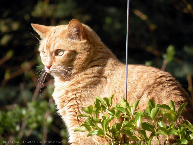 Photo de Chat domestique