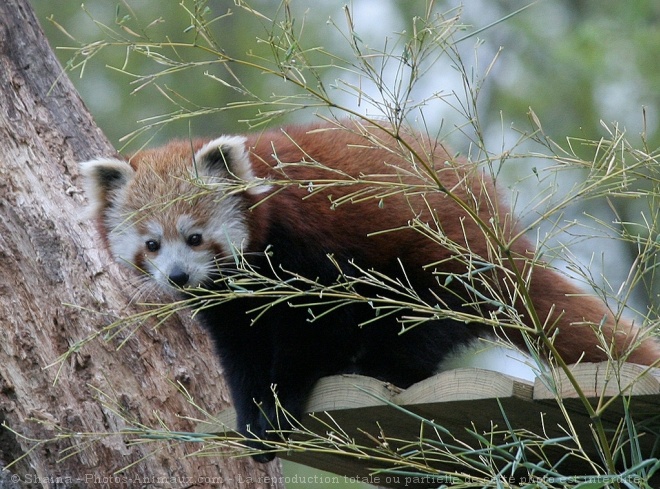 Photo de Panda roux