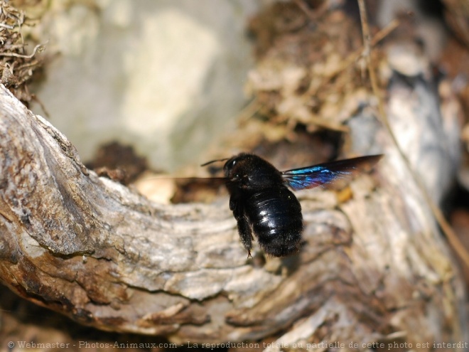 Photo d'Abeille charpentire - xylocope