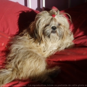 Photo de Shih tzu