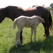 Photo de Palomino