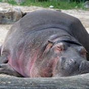 Photo de Hippopotame