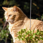 Photo de Chat domestique