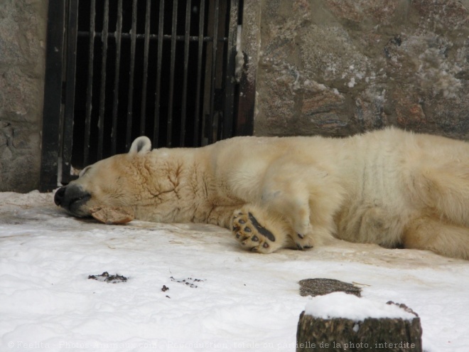 Photo d'Ours