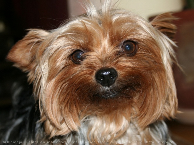 Photo de Yorkshire terrier