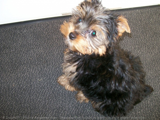 Photo de Yorkshire terrier