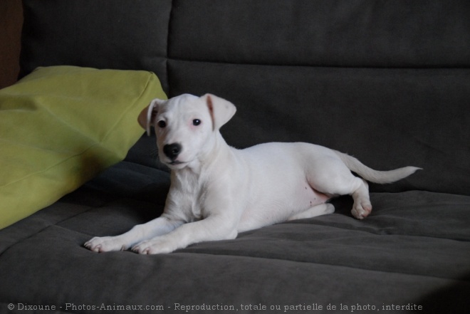 Photo de Jack russell terrier