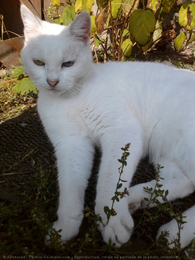 Photo de Chat domestique