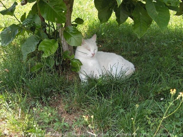 Photo de Chat domestique