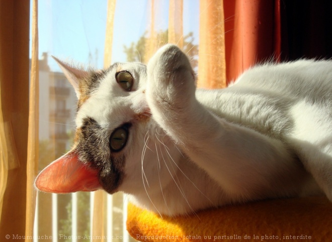 Photo de Chat domestique