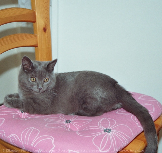 Photo de Chartreux