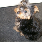 Photo de Yorkshire terrier