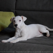 Photo de Jack russell terrier