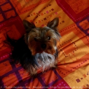 Photo de Yorkshire terrier