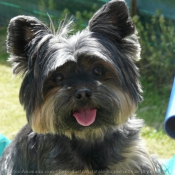 Photo de Yorkshire terrier