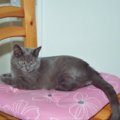 Photo de Chartreux