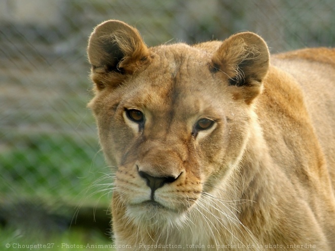 Photo de Lion