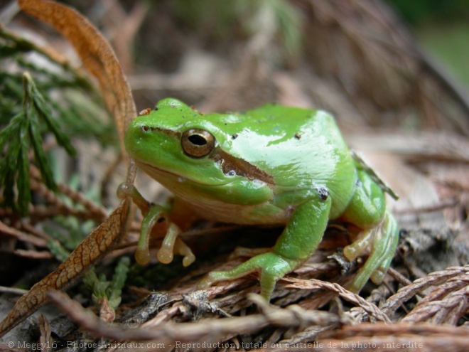 Photo de Grenouille - rainette