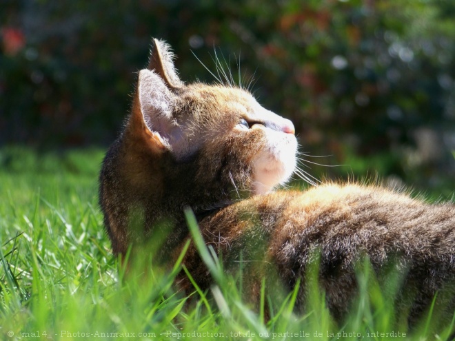 Photo de Chat domestique