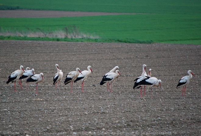 Photo de Cigogne