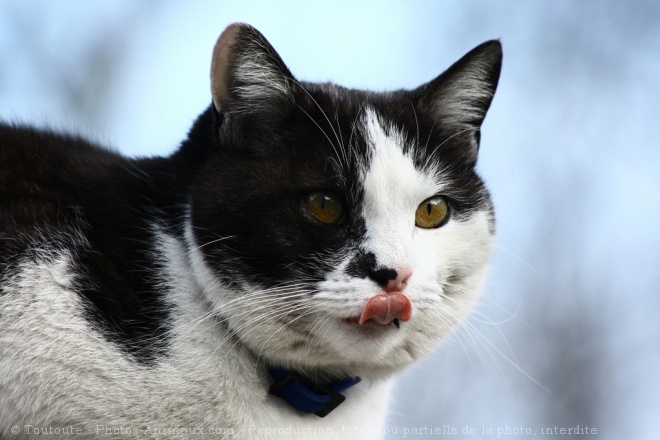 Photo de Chat domestique