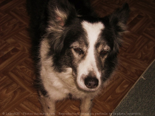 Photo de Border collie