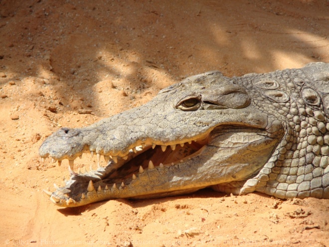 Photo de Crocodile