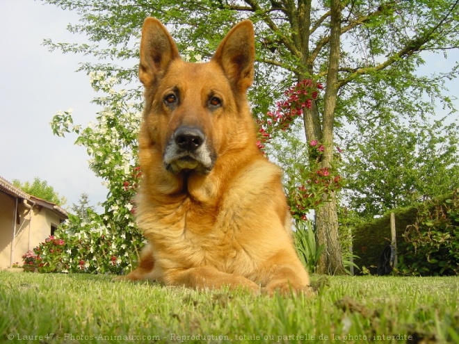 Photo de Berger allemand  poil court