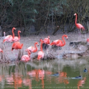 Photo de Flamand rose