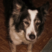 Photo de Border collie