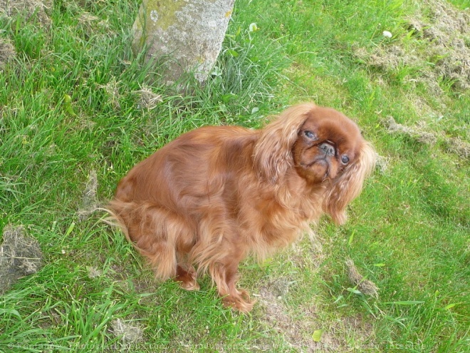 Photo de King charles spaniel