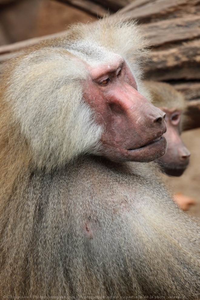 Photo de Singe - macaque