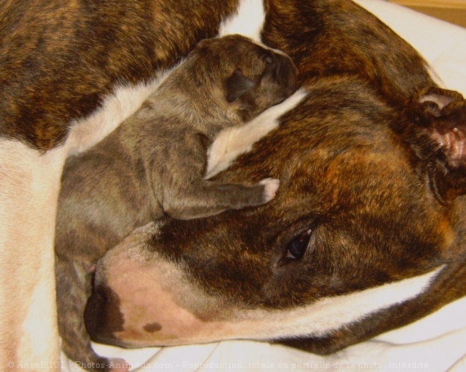 Photo de Bull terrier miniature