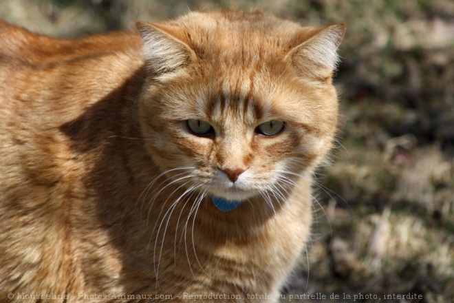 Photo de Chat domestique