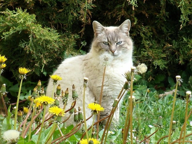 Photo de Chat domestique