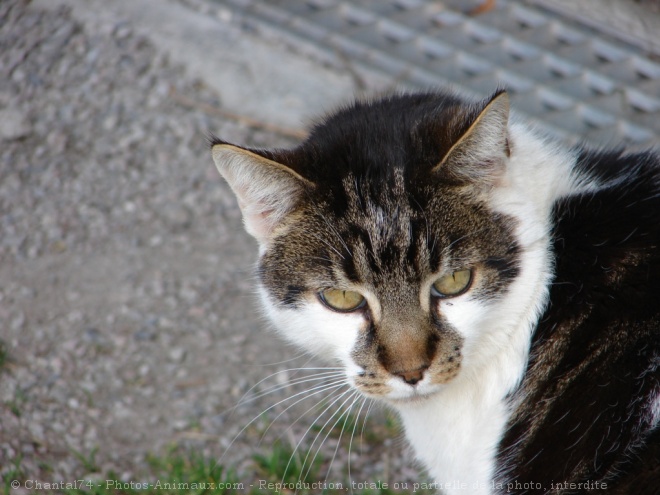 Photo de Chat domestique