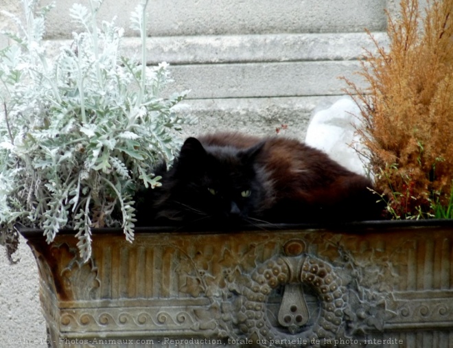 Photo de Chat domestique