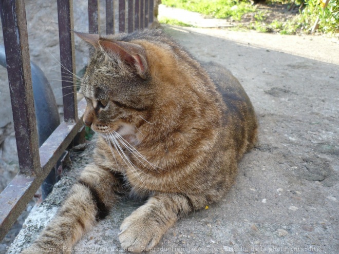 Photo de Chat domestique