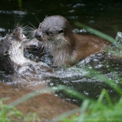 Photo de Loutre